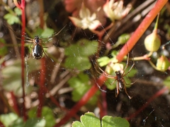 Frontinellina frutetorum