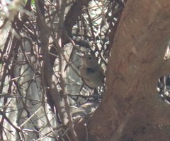 Luscinia megarhynchos