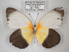 Mylothris chloris