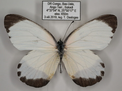Mylothris chloris chloris