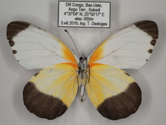Mylothris chloris chloris