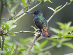 Chrysuronia oenone