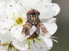 Phasia subcoleoptrata