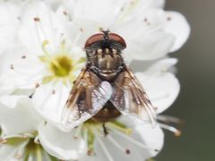 Phasia subcoleoptrata