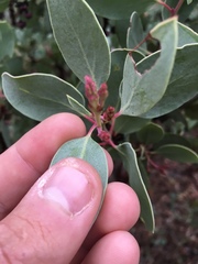 Arctostaphylos viscida