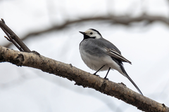 Motacilla alba