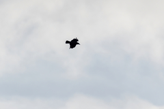 Corvus corax