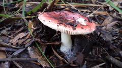 Russula mexicana