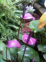 Anthurium amnicola
