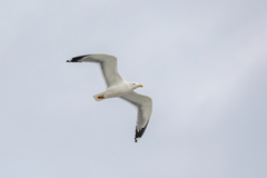 Larus fuscus barabensis