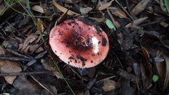 Russula mexicana