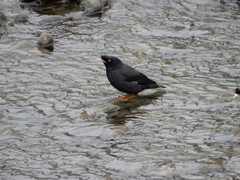 Acridotheres cristatellus formosanus