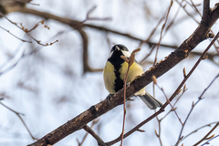Parus major