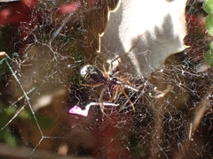 Frontinellina frutetorum