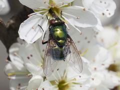 Neomyia viridescens