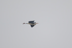 Ardea cinerea