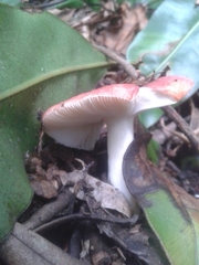 Russula mexicana