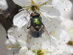 Neomyia viridescens