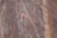 Carpodacus sibiricus