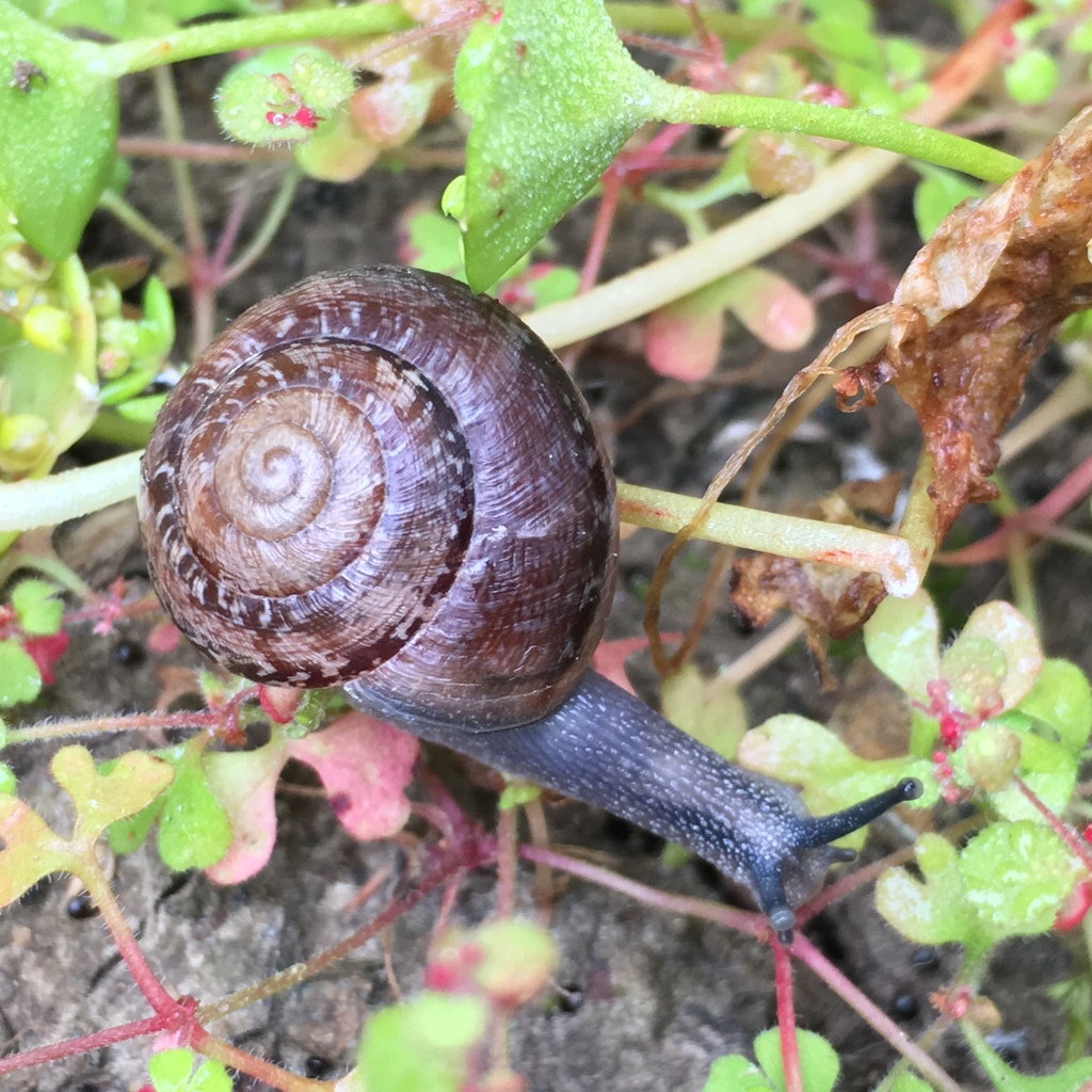 Bicolor Cactus Snail