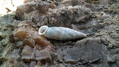 Albinaria senilis