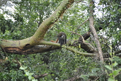 Cercopithecus ascanius