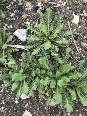 Capsella bursa-pastoris