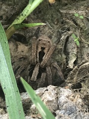 Lycosa erythrognatha