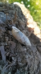 Albinaria senilis