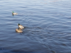 Anas platyrhynchos
