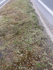 Cochlearia danica