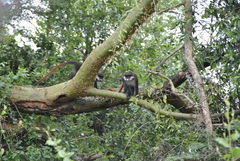 Cercopithecus ascanius