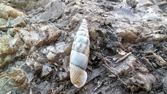 Albinaria senilis