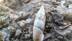 Albinaria senilis