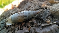 Albinaria senilis