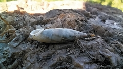 Albinaria senilis