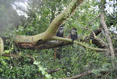 Cercopithecus ascanius