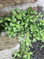 Parietaria pensylvanica