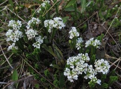 Veronica hookeri