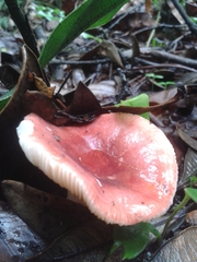 Russula mexicana