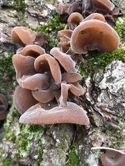 Auricularia