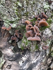 Auricularia