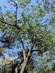 Leucaena pulverulenta