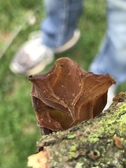 Auricularia