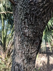 Leucaena pulverulenta