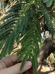 Leucaena pulverulenta