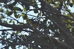 Emberiza cabanisi