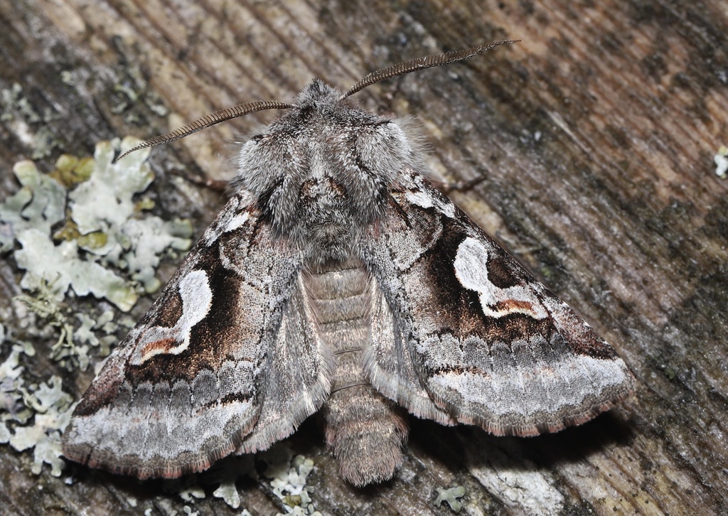 Gray Weld-spot