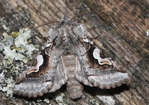 Gray Weld-spot
