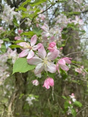 Malus dasyphylla